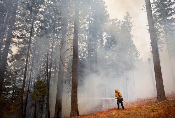 A firefighter sprays a fire hose into a wooded area.