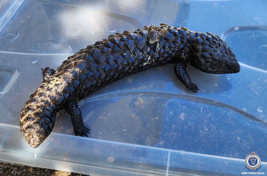 From NSW police: Raptor Squad detectives have dismantled a criminal syndicate allegedly attempting to export over $1m worth of Australian native lizards and reptiles to Hong Kong. Based on an average of $5000 per lizard, the total value of reptiles seized by police is approximately $1.2m.