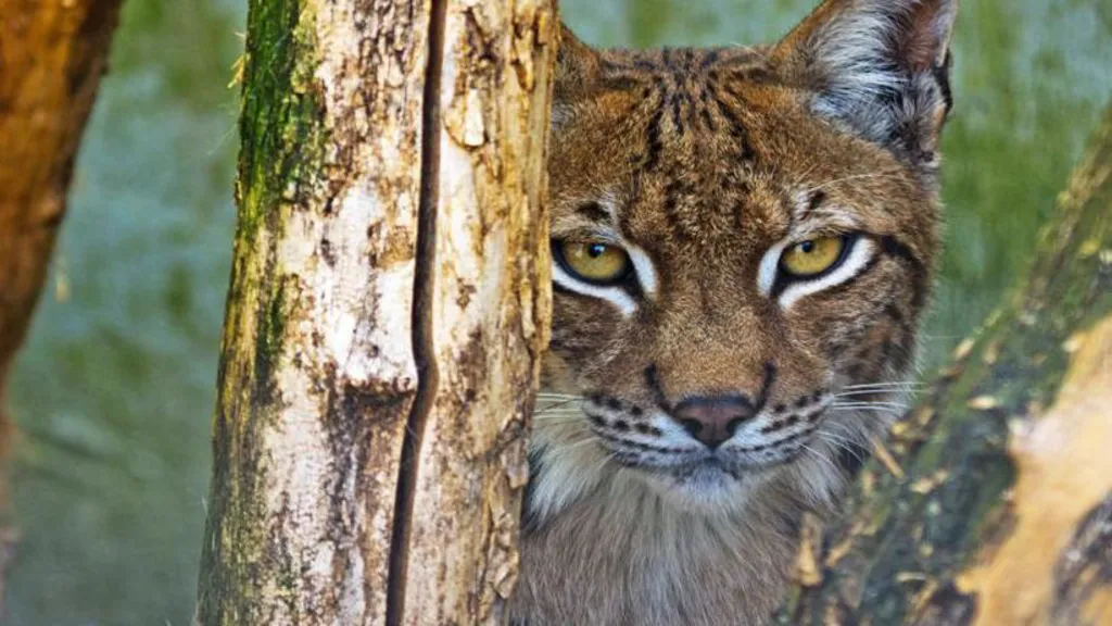 A wild cat peeking behind a tree

Description automatically generated