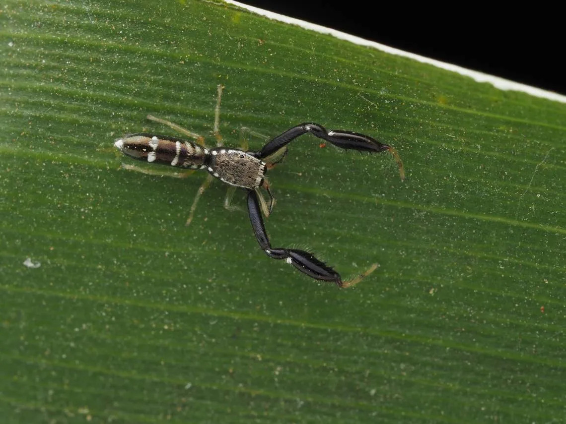 A Ligdus garvale, or Garvale jumping spider, as seen on a plant.