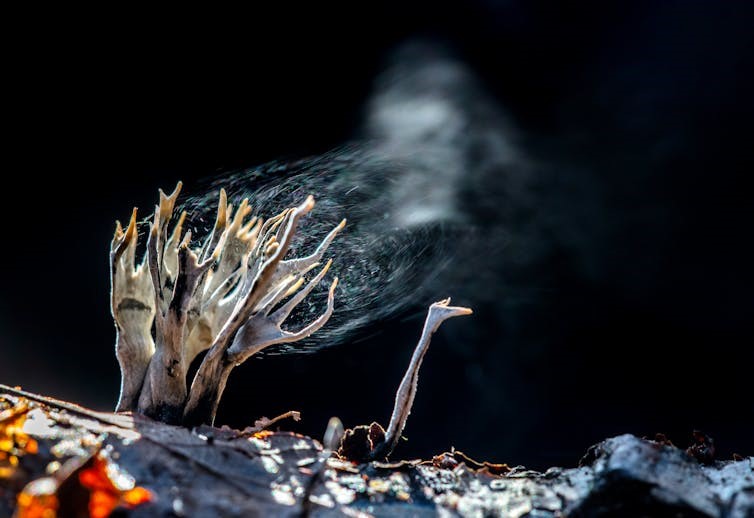 Finger shaped fungi release spores that look like smoke.