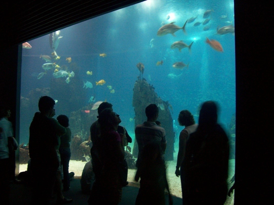 an-enormous-basin-in-a-aquarium-with-several-different-fishes-1216286.jpg