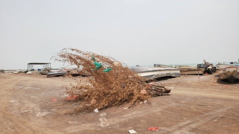 A small tree or shrub lying on a beach near fishing boats